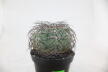Gymnocalycium spegazzinii Over 20 Years BIG (2)