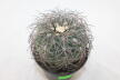 Gymnocalycium spegazzinii Over 20 Years BIG (3)