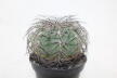 Gymnocalycium spegazzinii Over 20 Years BIG (4)