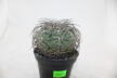Gymnocalycium spegazzinii Over 20 Years BIG (5)