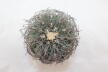 Gymnocalycium spegazzinii Over 20 Years BIG (6)