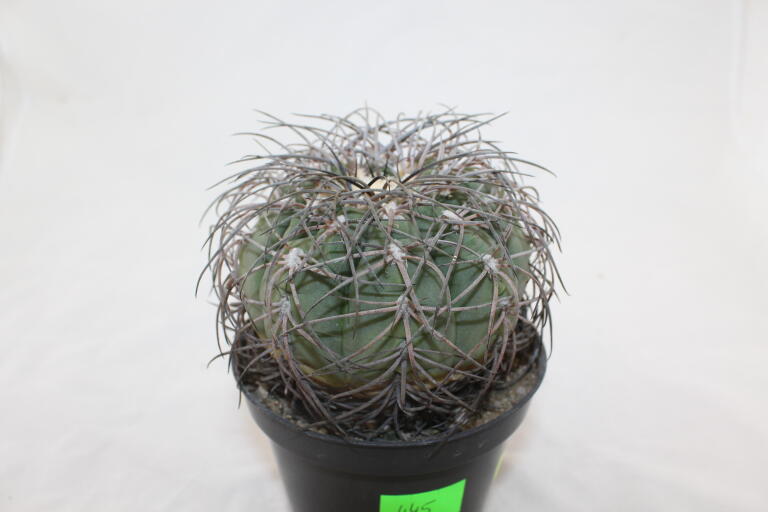Gymnocalycium spegazzinii Over 20 Years BIG