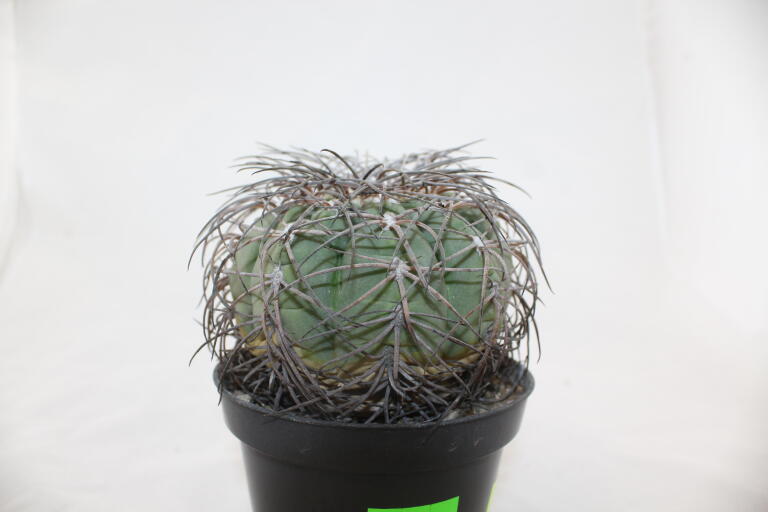 Gymnocalycium spegazzinii Over 20 Years BIG (2)