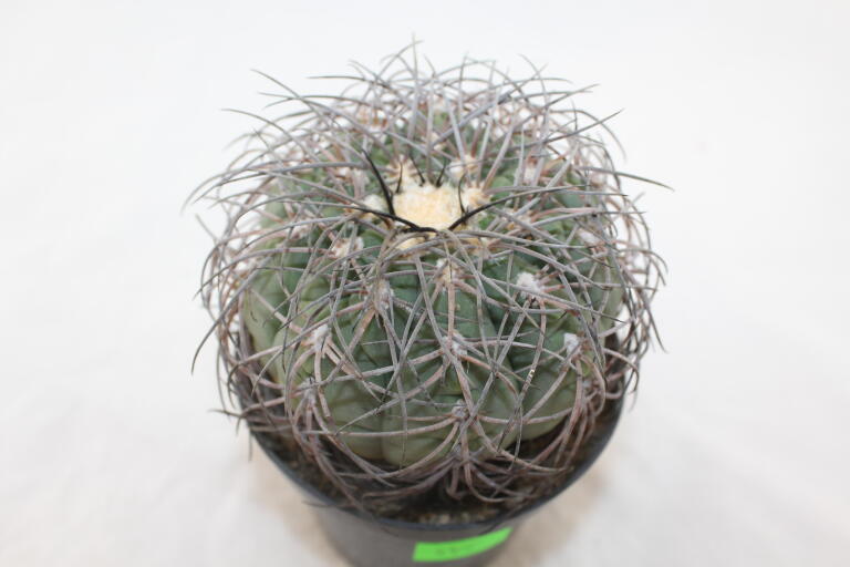 Gymnocalycium spegazzinii Over 20 Years BIG (3)