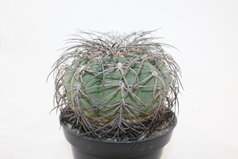 Gymnocalycium spegazzinii Over 20 Years BIG (4)