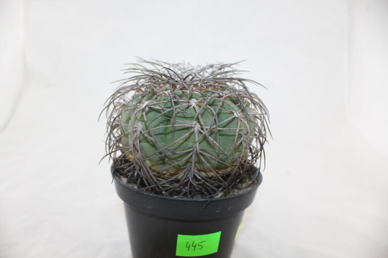 Gymnocalycium spegazzinii Over 20 Years BIG (5)