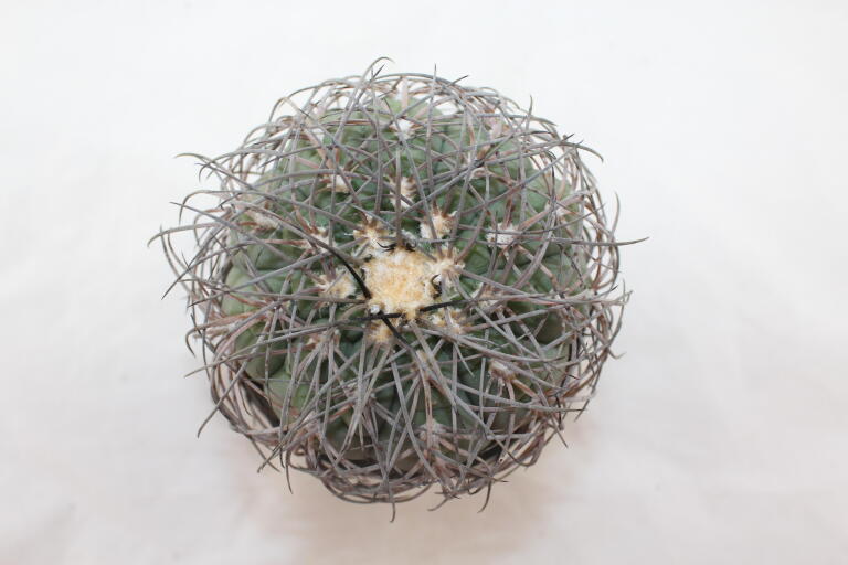 Gymnocalycium spegazzinii Over 20 Years BIG (6)
