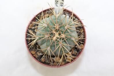 Gymnocalycium spegazzinii LF 67 