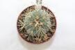 Gymnocalycium spegazzinii LF 67 