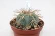 Gymnocalycium spegazzinii LF 67 