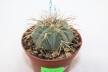 Gymnocalycium spegazzinii LF 67 