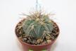 Gymnocalycium spegazzinii LF 67 