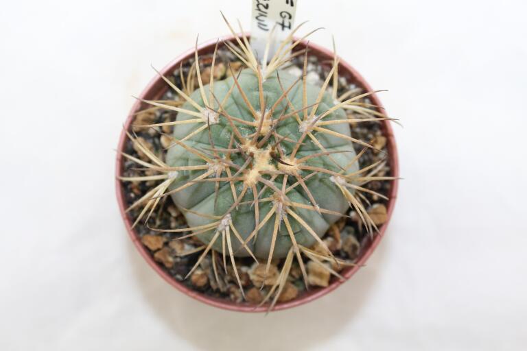 Gymnocalycium spegazzinii LF 67 