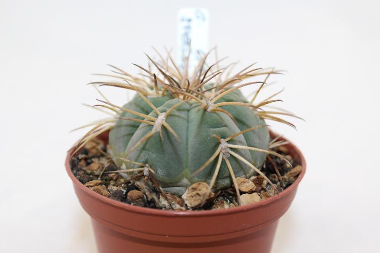 Gymnocalycium spegazzinii LF 67 