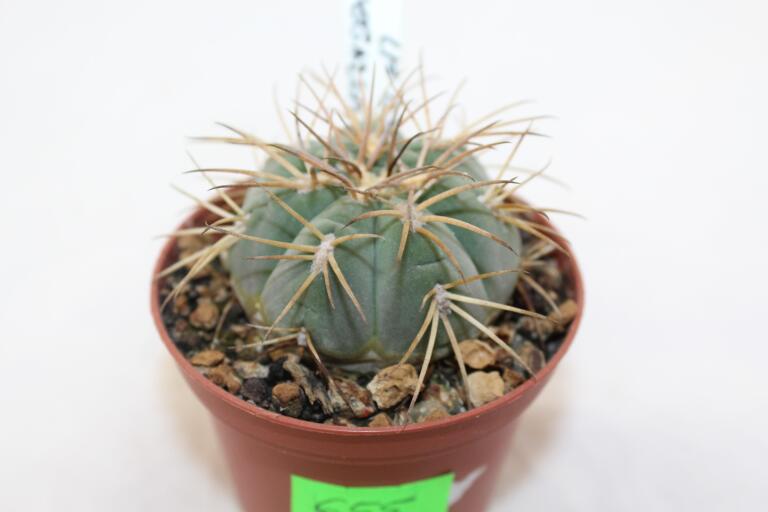 Gymnocalycium spegazzinii LF 67 