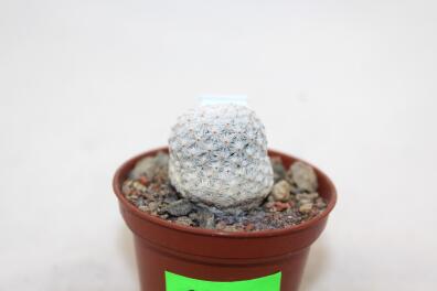 Mammillaria herrerae LAU 711 Vista Hermosa