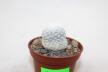 Mammillaria herrerae LAU 711 Vista Hermosa