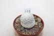 Mammillaria herrerae LAU 711 Vista Hermosa (2)