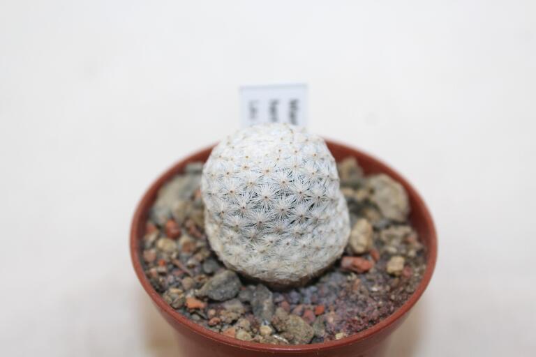 Mammillaria herrerae LAU 711 Vista Hermosa (2)