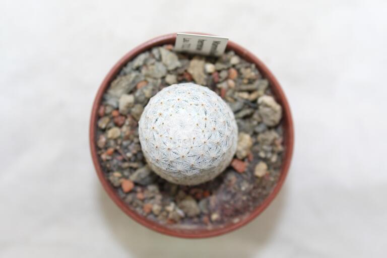 Mammillaria herrerae LAU 711 Vista Hermosa (3)