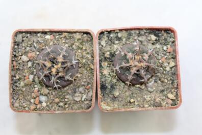 Gymnocalycium spegazzinii v unguispinum x2 plants
