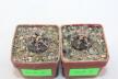 Gymnocalycium spegazzinii v unguispinum x2 plants (2)