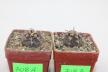 Gymnocalycium spegazzinii v unguispinum x2 plants (3)