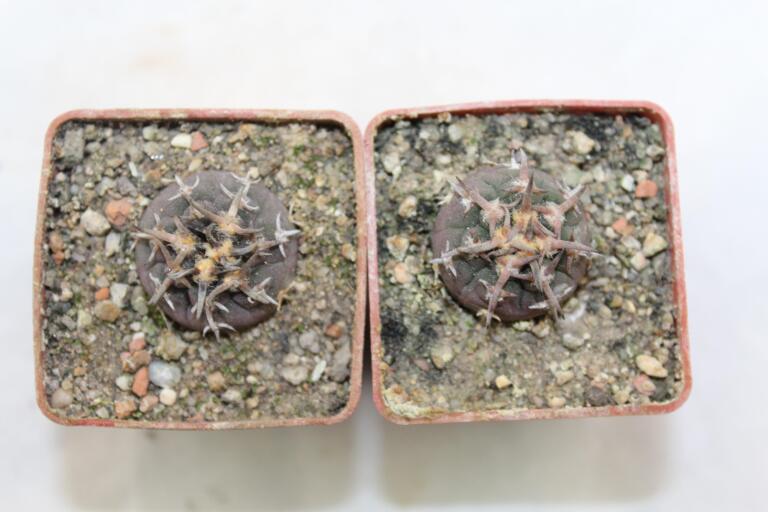 Gymnocalycium spegazzinii v unguispinum x2 plants