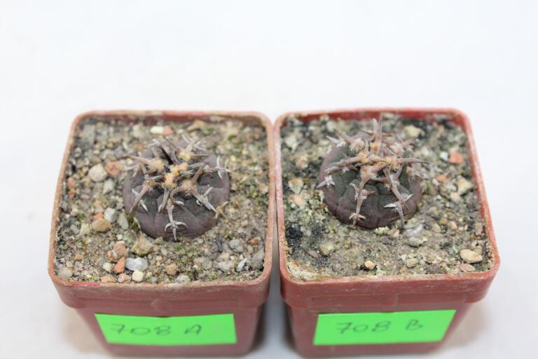 Gymnocalycium spegazzinii v unguispinum x2 plants (2)