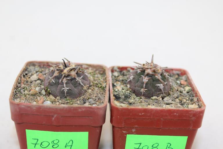 Gymnocalycium spegazzinii v unguispinum x2 plants (3)