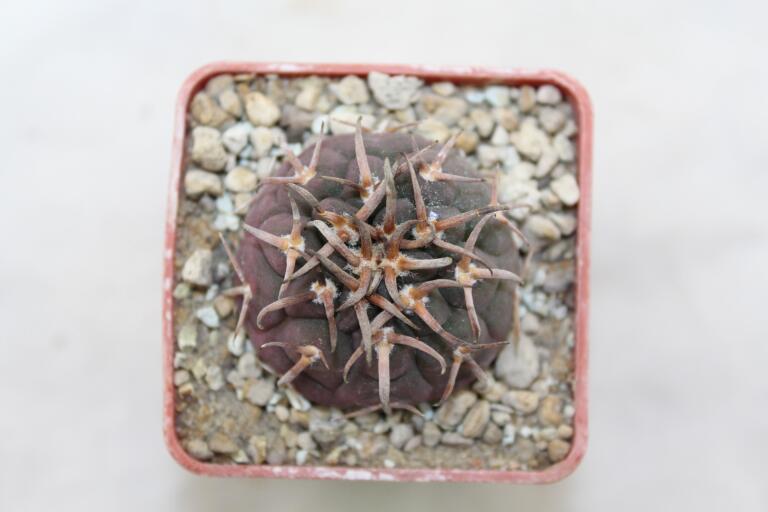 Gymnocalycium spegazzinii v unguispinum