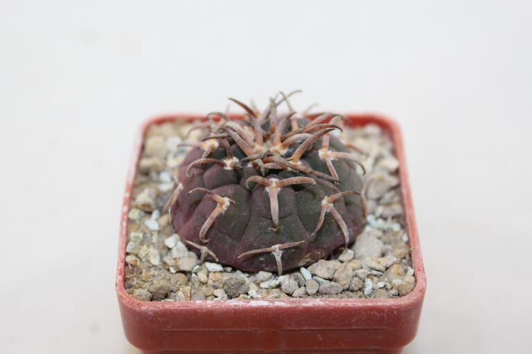 Gymnocalycium spegazzinii v unguispinum (2)