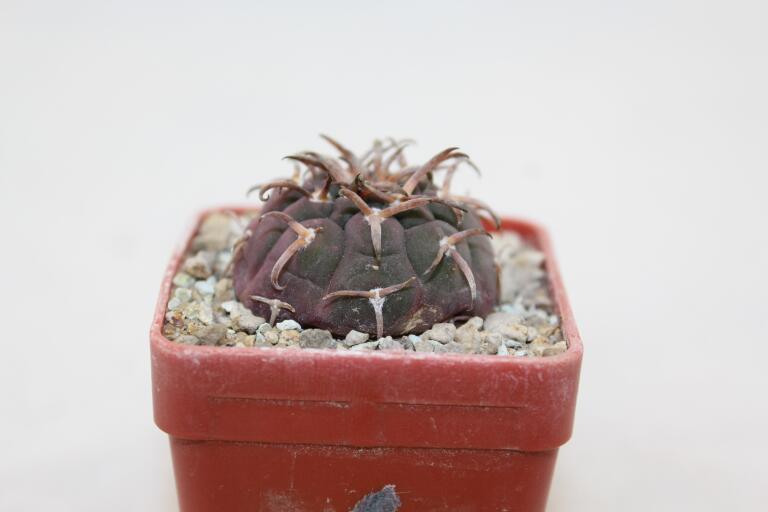 Gymnocalycium spegazzinii v unguispinum (3)