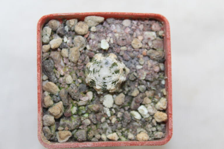 Aztekium hintonii GCG 12637 Rio San Jose  (3)