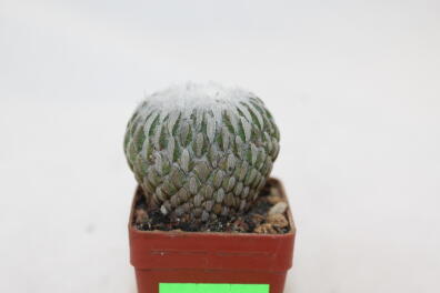 Pelecyphora aselliformis 
