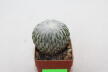 Pelecyphora aselliformis  (2)