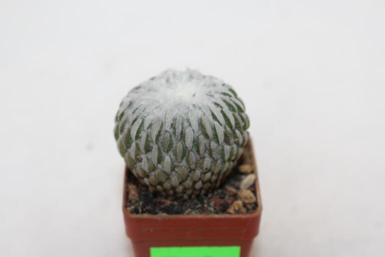 Pelecyphora aselliformis  (2)
