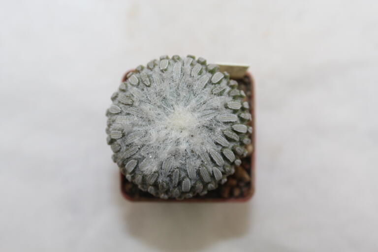 Pelecyphora aselliformis  (3)