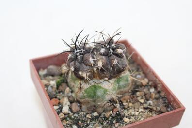 Copiapoa griseoviolacea HNS 238