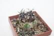 Copiapoa griseoviolacea HNS 238