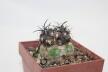 Copiapoa griseoviolacea HNS 238 (3)
