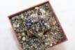 Copiapoa griseoviolacea HNS 238 (4)