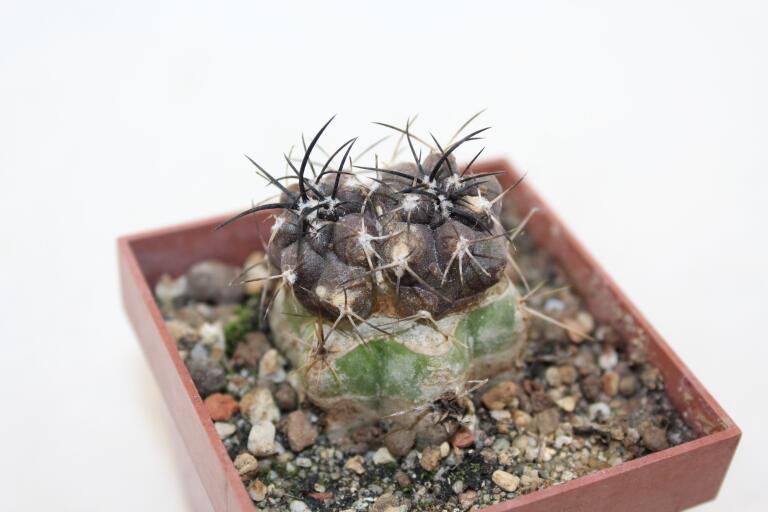 Copiapoa griseoviolacea HNS 238