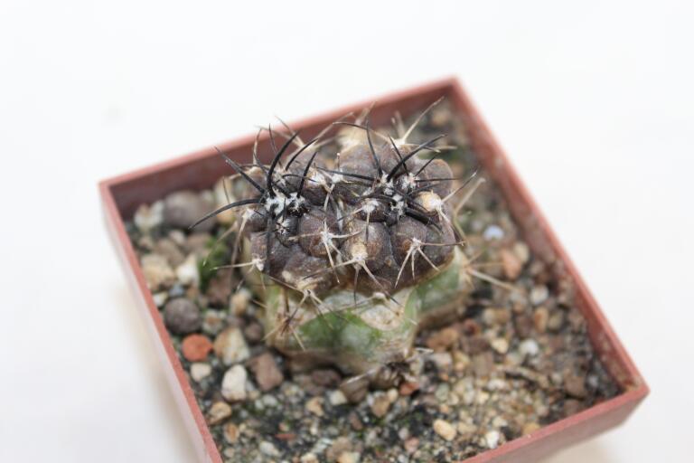 Copiapoa griseoviolacea HNS 238 (2)