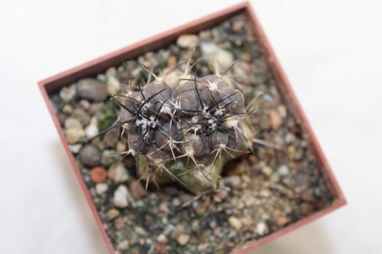 Copiapoa griseoviolacea HNS 238 (4)