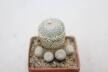 Epithelantha sp. Guadalupe Multiheads