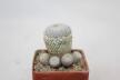 Epithelantha sp. Guadalupe Multiheads (2)