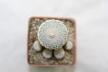 Epithelantha sp. Guadalupe Multiheads (3)