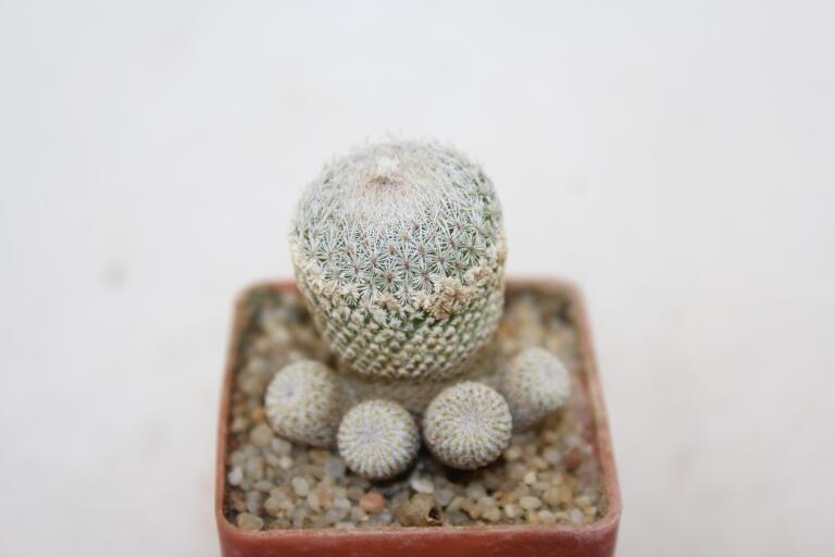 Epithelantha sp. Guadalupe Multiheads