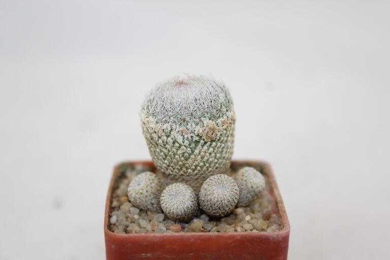 Epithelantha sp. Guadalupe Multiheads (2)